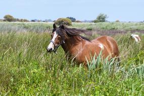 Pony Marsh Brière Loire