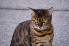 closeup view of Cat Animal Pet