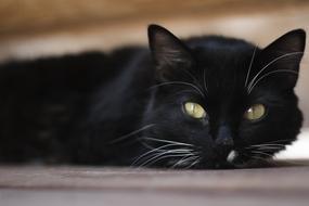 black domestic cat with green eyes in a blurred background