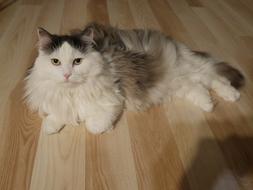 Cat Siberian relax