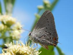 gray butterfly on an inflorescence on a blurred background