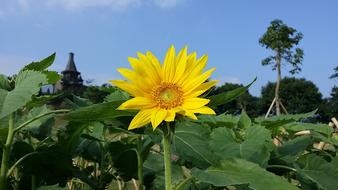 Sunflower Blue Sky