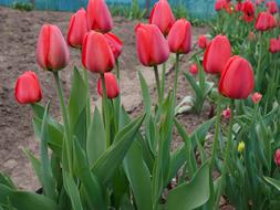 Tulips Red Flowers