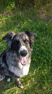 Dog Happy green grass