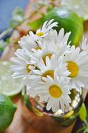 Lime Lemons Daisies Citrus