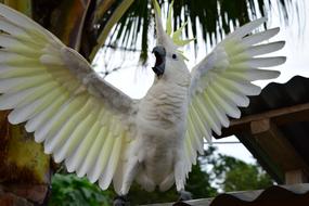 charmingly cute Parrot Attack