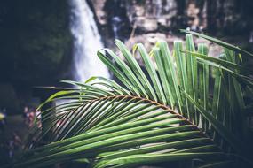 Bali Asia Tropics leaf