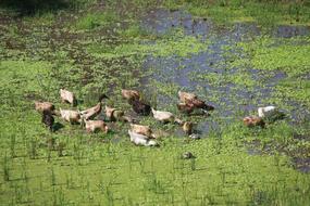 little ducks in the swamp