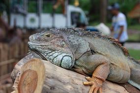 Lizard Safari Big