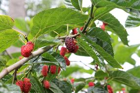 Mulberry Red