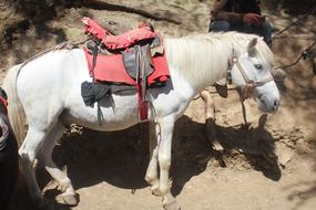 Mule Pony