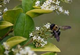 big hornet on the flowers
