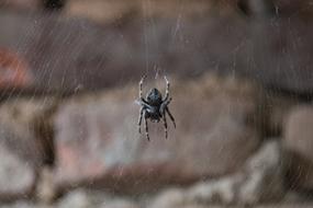 small back Spider Insect