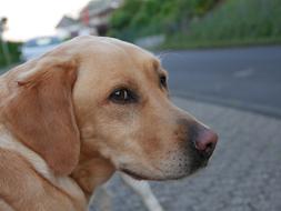 charming Dog Snout View