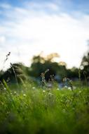 Grass Meadow Halm