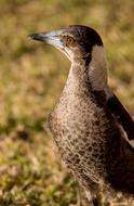 Magpie Australian Cracticus