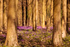 Bluebells Woodland Springtime