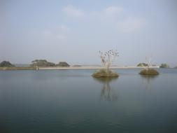 Moyar Dam Cormorants Roosting birds