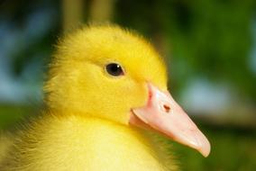 Duck Ducklings Child