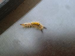 Caterpillar Yellow