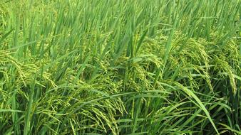 green grass background wheat