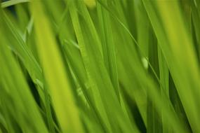 Green Grasses Nature High