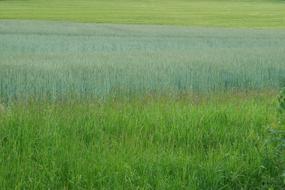 blue Green grass Field