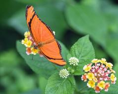Butterfly Exotic Drias