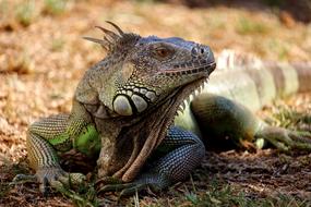 charming Reptile