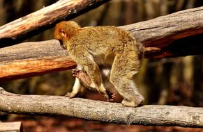 Barbary Ape on a tree on a blurred background