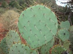 Cactus Prickly Pear