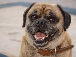 Dog Looking