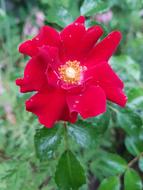 Rose Red