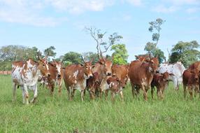 Cattle Cows Spotted