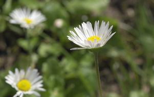 Daisies Flowers The Beasts Of