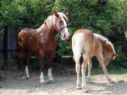 farmyard horses