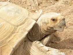 Turtle Beige Giant