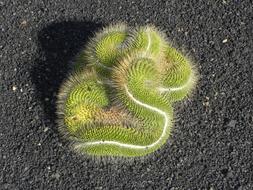 green cactus on the ground