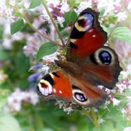 Butterfly Peacock