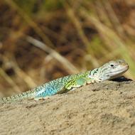 lizard on a rock in a field