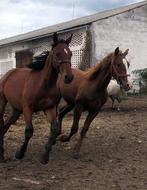 Horses Mares Stallions