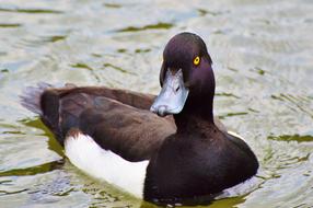 duck with yellow eyes on the water