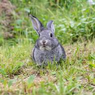 grey Rabbit Animal Pet