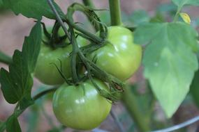 Green Tomatoes