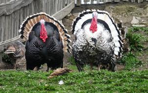 Turkeys Winter