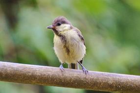 charmingly cute Tit Bird