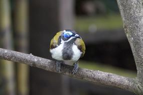 Beautiful and colorful bird on the branch in the aviary