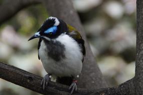 bird with colorful plumage on a branch on a blurred background