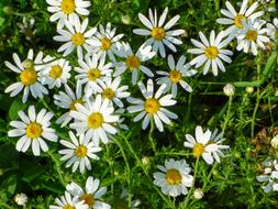 The daisy field looks beautiful