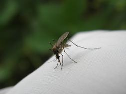 macro view of Bite Insect